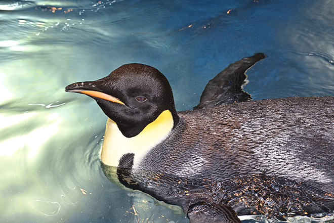 【まるで水族館！豪華5大特典付】この夏限定！～STRINGS AQUA ROOM～名古屋港水族館チケット付き宿泊プラン　イメージ画像