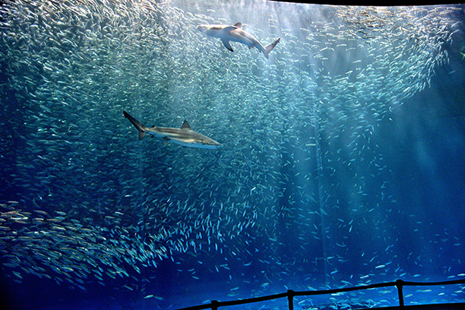 【まるで水族館！豪華5大特典付】この夏限定！～STRINGS AQUA ROOM～名古屋港水族館チケット付き宿泊プラン　イメージ画像