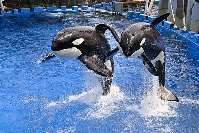 【まるで水族館！豪華5大特典付】この夏限定！～STRINGS AQUA ROOM～名古屋港水族館チケット付き宿泊プラン　イメージ画像