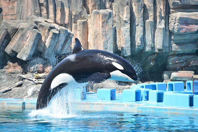 【まるで水族館!豪華5大特典付】この夏限定!~STRINGS AQUA ROOM~名古屋港水族館チケット付き宿泊プラン イメージ画像