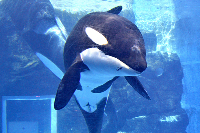 【まるで水族館！豪華5大特典付】この夏限定！～STRINGS AQUA ROOM～名古屋港水族館チケット付き宿泊プラン　イメージ画像
