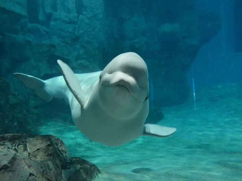 【名古屋港水族館チケット付き】 人気スポットで思い出づくり♪（朝食付）　イメージ画像